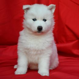 Zhenechka - Siberian Husky puppy from Blue Moon Huskies