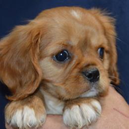 Ace - Ruby male Cavalier King Charles Spaniel puppy in Townville, South Carolina from Mid Lake Cavaliers