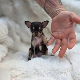 Sparrow - Black and tan male Chihuahua puppy in East Camden, Arkansas from RoyAl