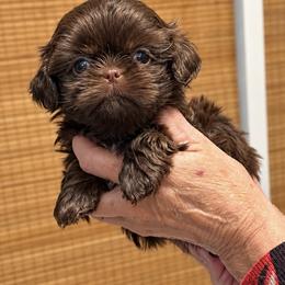 Berkley - Chocolate female Shih Tzu puppy in Tallahassee, Florida from Bows and Bow Ties