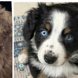 Australian Shepherds from Tara's Australian Shepherds
