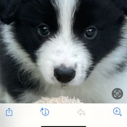 Girl 4 - Border Collie puppy in Hawaii from Blue Ginger Border Collies