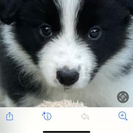 Girl 4 - Border Collie puppy in Hawaii from Blue Ginger Border Collies