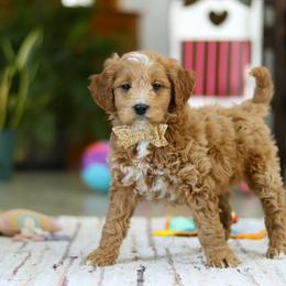 Monica - Apricot female Goldendoodle puppy in Applecreek, Ohio from Pleasant Acre Farms