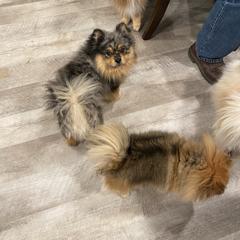 Roxy - Pomeranian