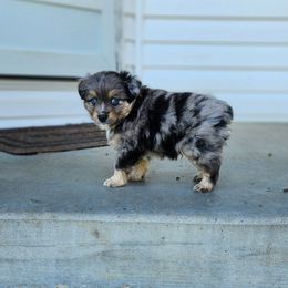 Cappuccino - Blue merle Toy Australian Shepherd puppy in Long Lane, Missouri from Sunshine Sugar B Mini Aussies