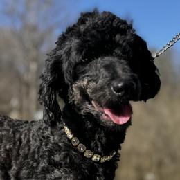 Allie - Poodle