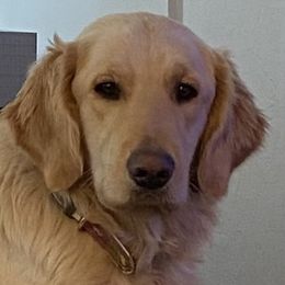 Holly - Golden Retriever