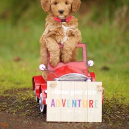 Australian Labradoodle Puppies from Bedrock Labradoodles
