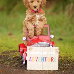 Australian Labradoodle Puppies from Bedrock Labradoodles