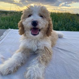Limoncello - Yellow and white male Bernedoodle puppy in Douglas, Arizona from Starry-Eyed Mini Aussies with Tails