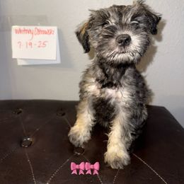 Girl 4 - Salt and pepper female Miniature Schnauzer puppy in Watauga, Texas from Sissy’s Schnauzers