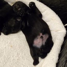 Male3 - Black male Scottish Terrier puppy in Conroe, Texas from Scotch McLaren Terriers