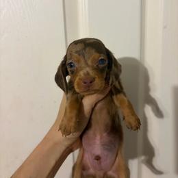 Alfie - Dapple male Dachshund puppy in Conroe, Texas from Dots Dachshunds