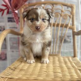 Cupid - Red merle male Australian Shepherd puppy in Zwingle, Iowa from Homestead Aussies & Doodles
