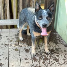 Australian Cattle Dog puppies from A Bar G Ranch ACDs
