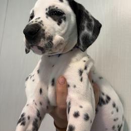 BLUE - White and black male Dalmatian puppy in Demorest, Georgia from Dixon Dalmatians