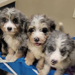 Bernedoodles from Haj Paj Bernedoodles