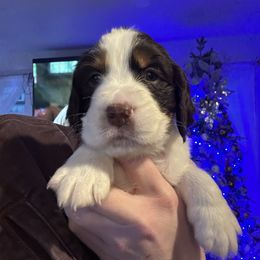 White collar - Liver white and tan male English Springer Spaniel puppy in Elma, Washington from McCartney Springer’s