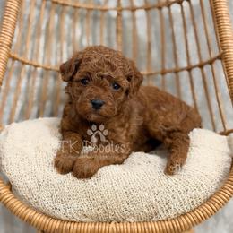 Bonaire - Red  male Poodle puppy in Belleville, New Jersey from TK Poodles