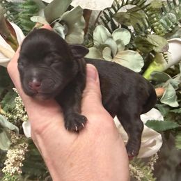 Penny - Liver female Miniature Schnauzer puppy in Silver Creek, Mississippi from Mamie’s Minis, LLC