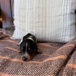 Abigail - Piebald female Dachshund puppy in Powell, Tennessee from Tall & Tiny TN k9s