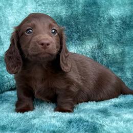 Roxy - Chocolate female Dachshund puppy in Lincoln, Arkansas from Red Dirt Dachshunds