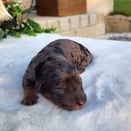 Chanel - Black and silver female Havapoo puppy in Dothan, Alabama from Farquharson's Poodles&Doodles