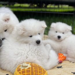 Samoyed Puppies from ArticCross Samoyeds-Florida