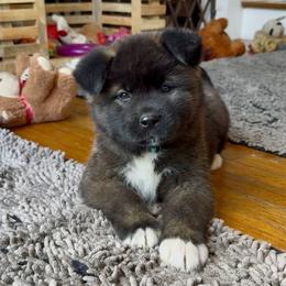 Girl 2 Teal collar - Black female Akita puppy in Coopersburg, Pennsylvania from Main Street Akitas