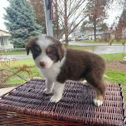 Birch - Red & white male Miniature Australian Shepherd puppy in Oroville, Washington from High Mountain Aussies