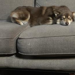 Pomsky puppies from SeattlePomskies