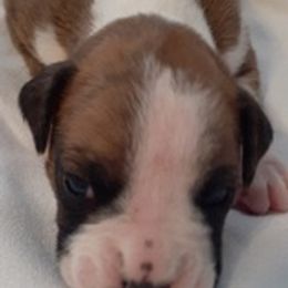 Boxers from Remi's Little Ones