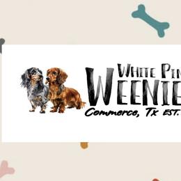 Dachshunds from White Pine Weenies