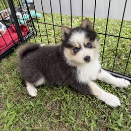 Thunder - Blue female Pomsky puppy in Scandinavia, Wisconsin from Bonnie’s Little Fluffys