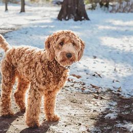 Aussiedoodle and Goldendoodle Puppies from Illinois Countryside Doodles