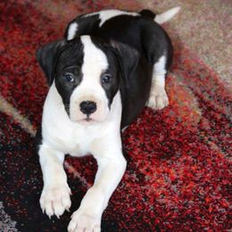 American Bulldog Puppies from Northern Woods American Bulldogs