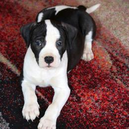American Bulldog Puppies from Northern Woods American Bulldogs