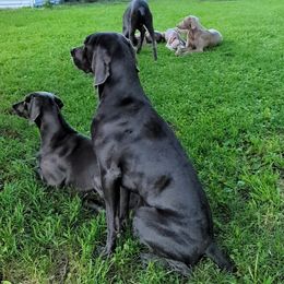 Weimaraners from Barton's Weimeraners