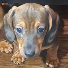 Dachshunds from Bowles Doxie Heaven