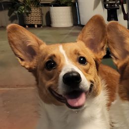 Tottie - Pembroke Welsh Corgi
