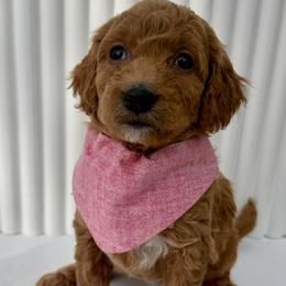 Light Pink - Red  female Goldendoodle puppy in Lebanon, Pennsylvania from Homespundoodles