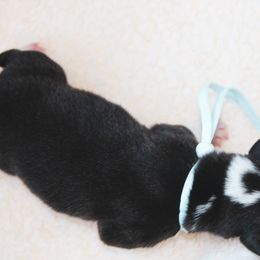 Pembroke Welsh Corgi Puppies from Ridge Top Corgis