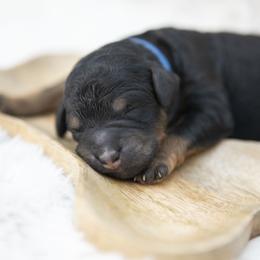 Prince Charming - Phantom male Bernedoodle puppy in Seffner, Florida from Gold Diamond Pup