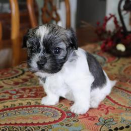 Twix - Chocolate brindle female Havanese puppy in Hamptonville, North Carolina from Alabama Havanese Kennel Tidewater Kennel
