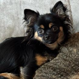 Belle - Chihuahua