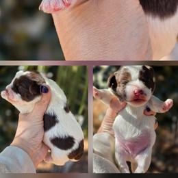 Snoopy - Parti male Schnoodle puppy in Timmonsville, South Carolina from For the LOVE of Poodles, Doodles and Sheepdogs