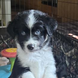 Aussiedoodle and Miniature American Shepherd Puppies from Lori Davis