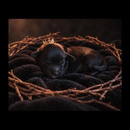 Tater tot - Black and tan female Cavapoo puppy in Battle Lake, Minnesota from Panda Puppies