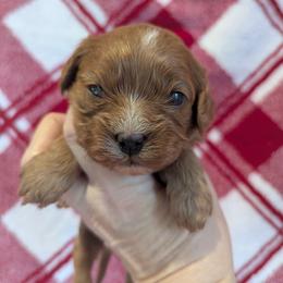 Amy - Red female Cavapoo puppy in Placerville, California from Quartz Mountain Doodles